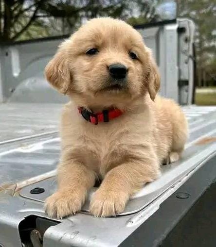 Szczenięta rasy Golden Retriever na sprzedaż