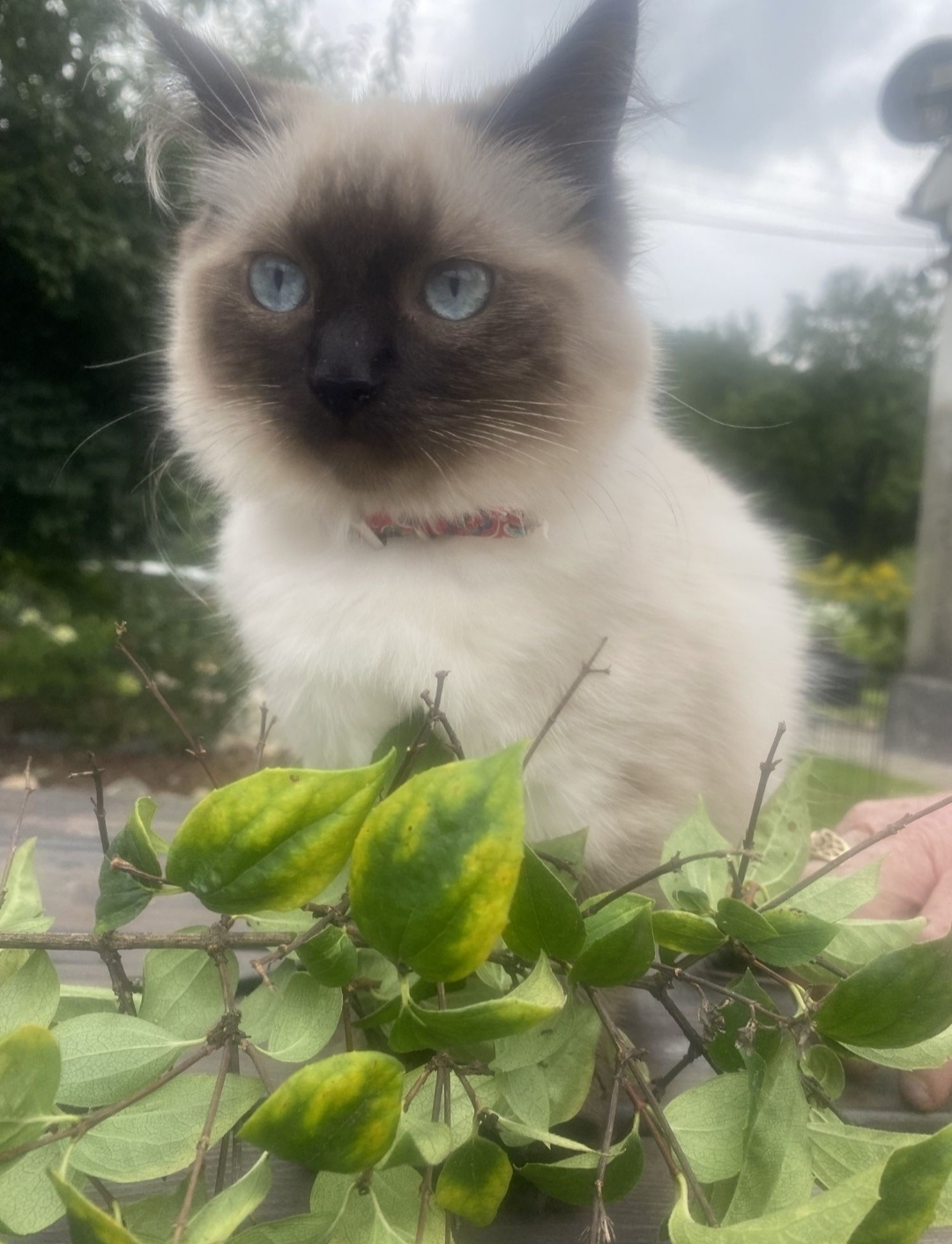 Ragdoll