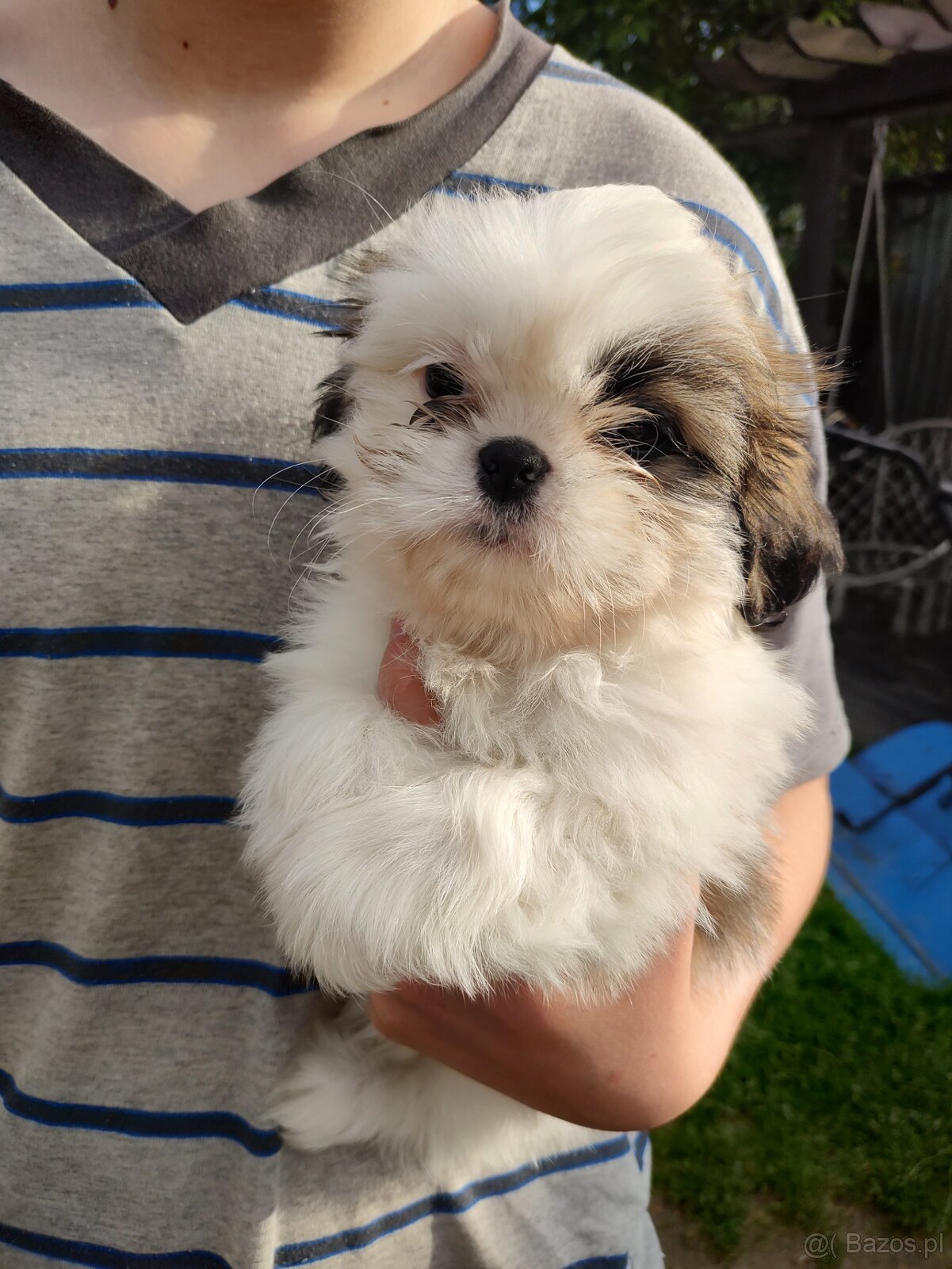 Suczka mieszanka pekińczyk shih-tzu