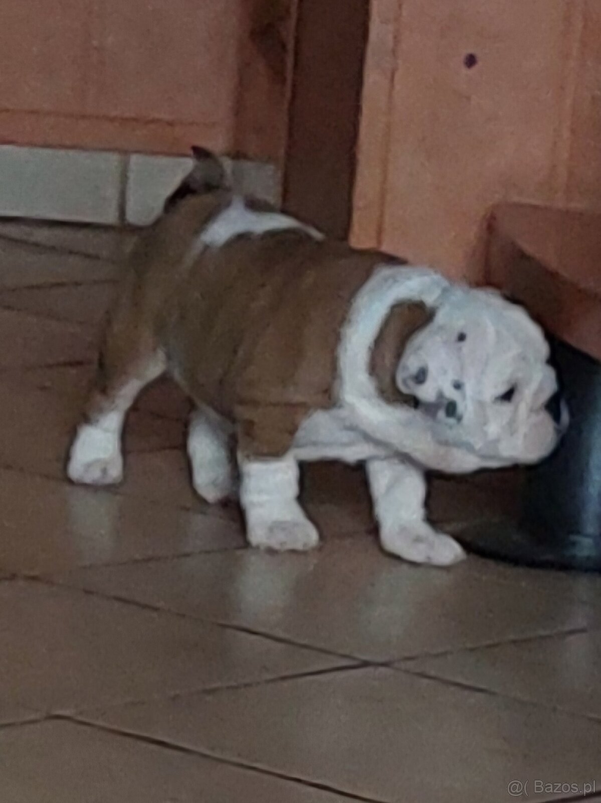 szczeniak,buldog angielski