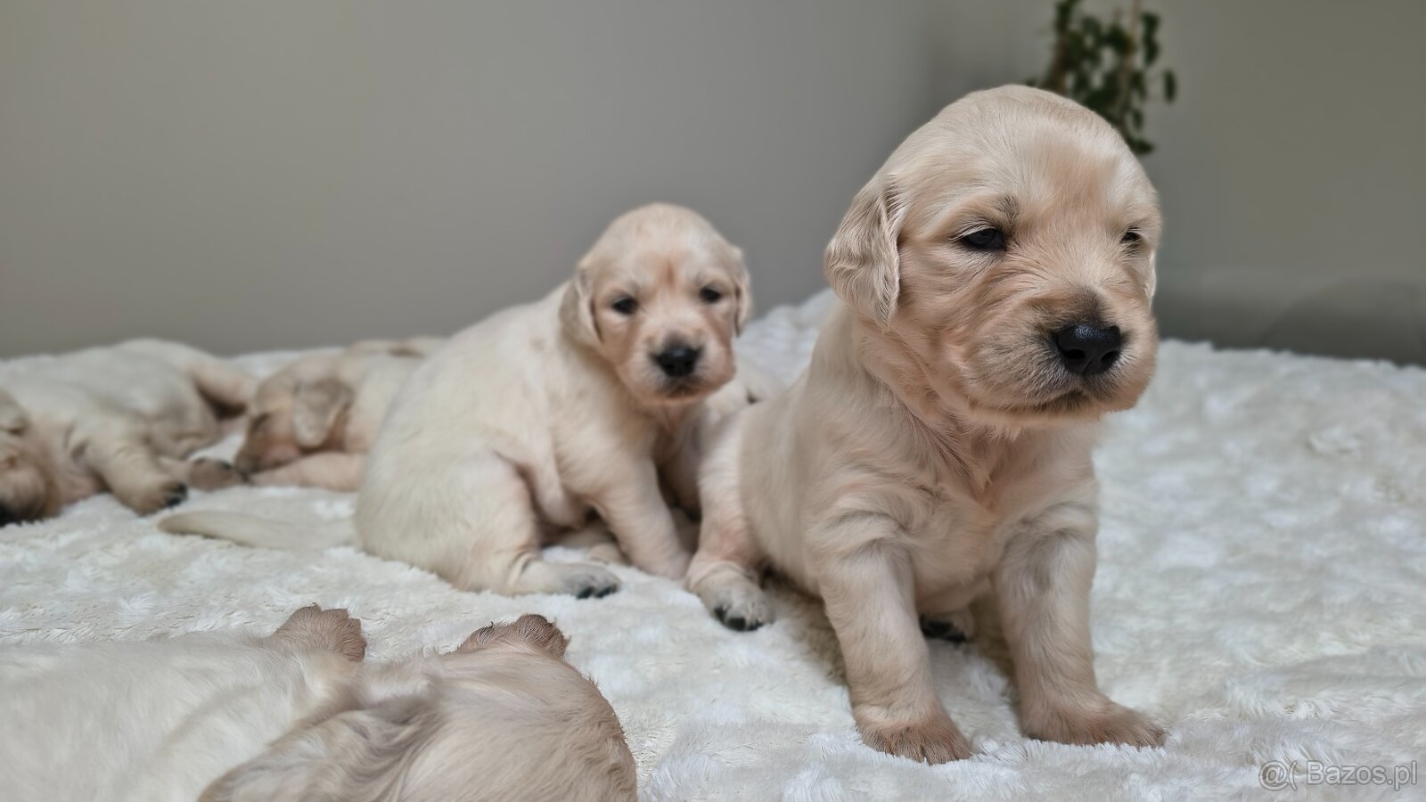 Szczenięta Golden retriever