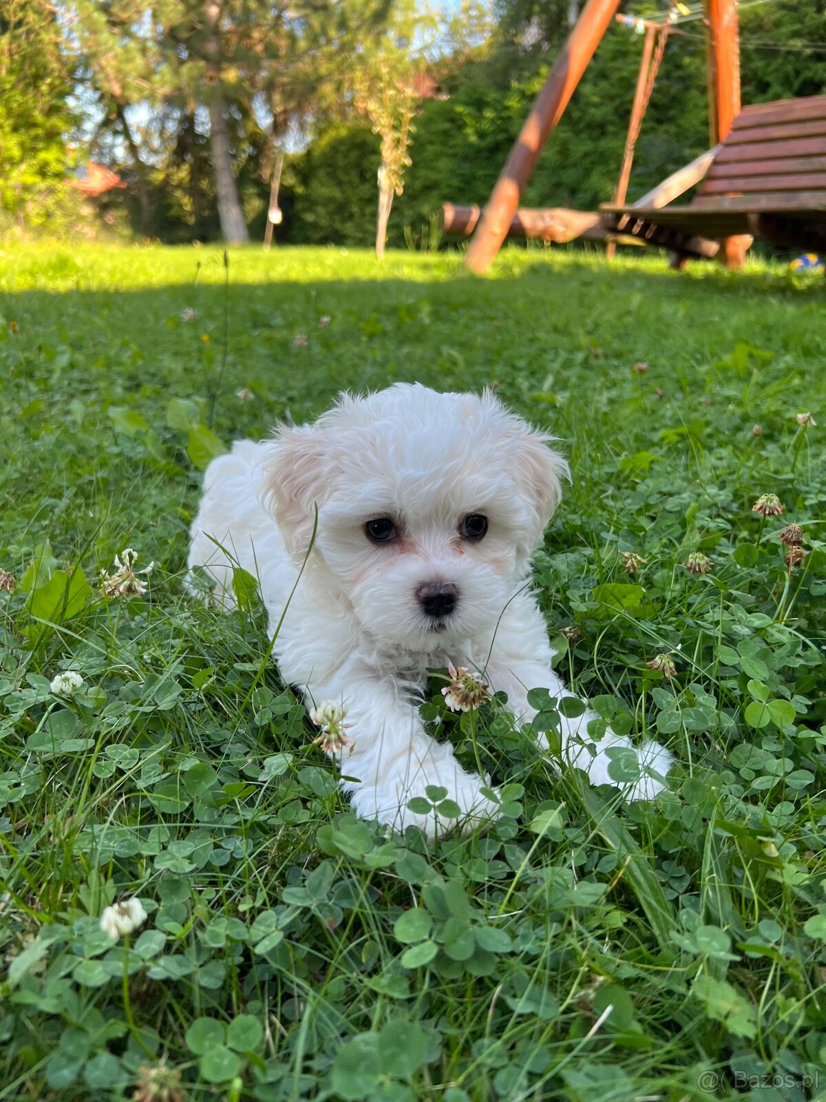 Szczeniaki maltipoo maltańczyk chłopcy