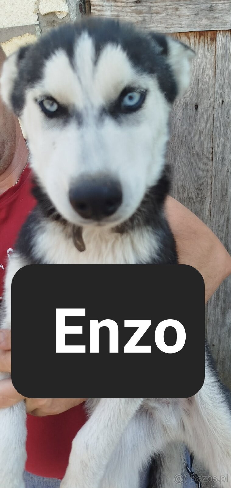 Syberiany husky