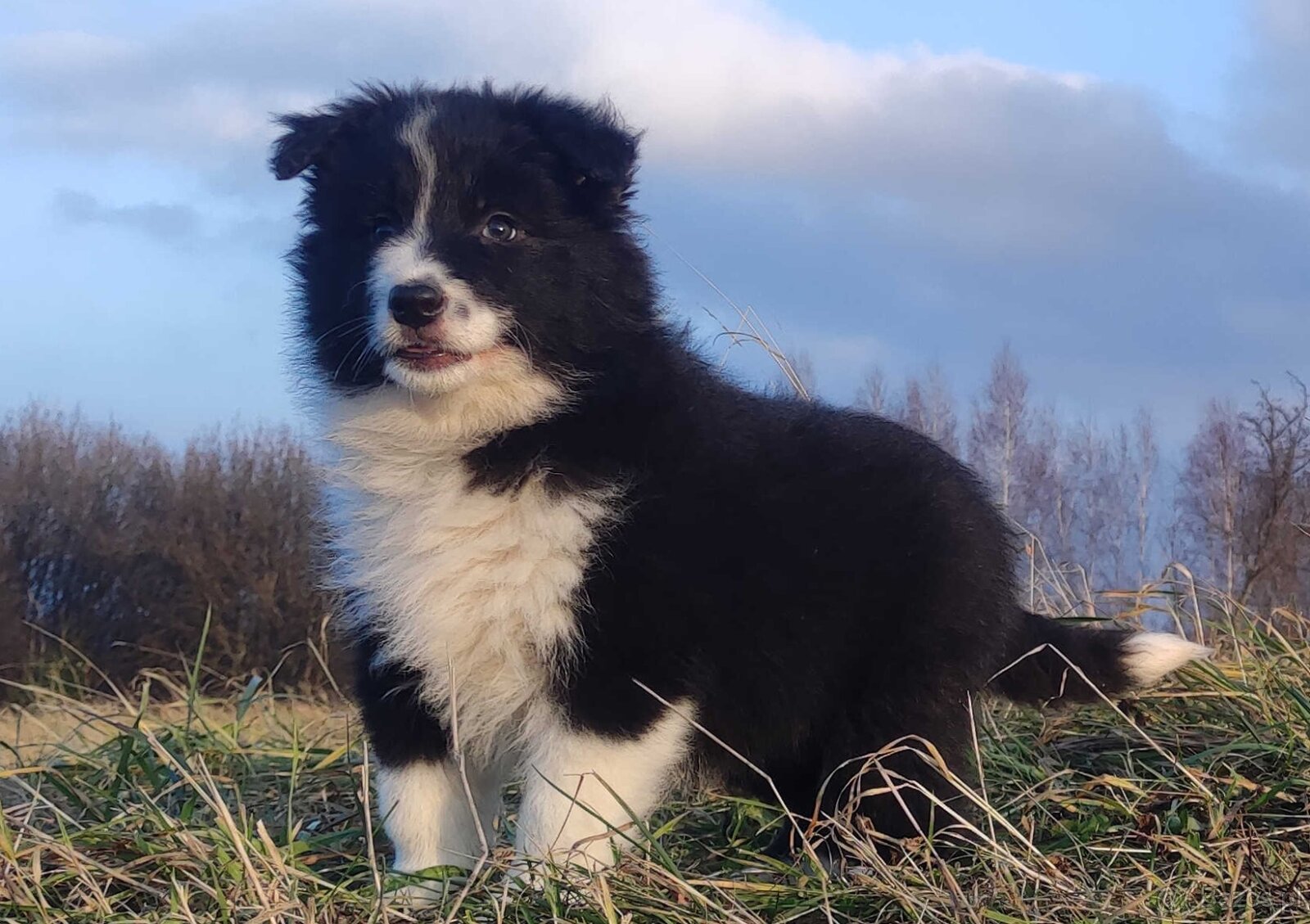 NUKA - Rasowa Suczka BORDER COLLIE z Hodowli - Szczenię z pe