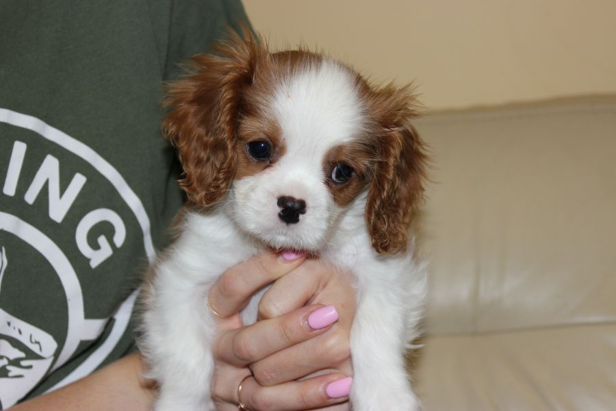 Cavalier King Charles Spaniel-szczeniaczek ZKwP