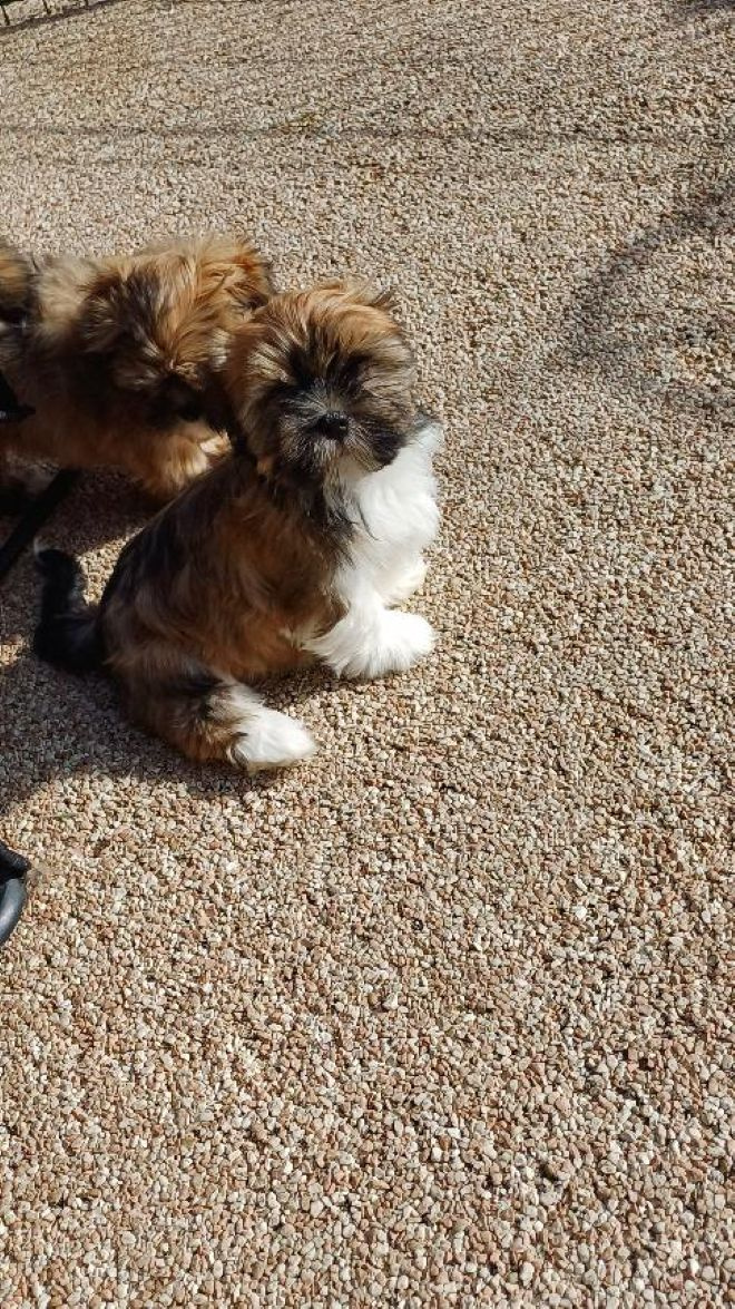 Szczenięta Lhasa Apso na sprzedaż