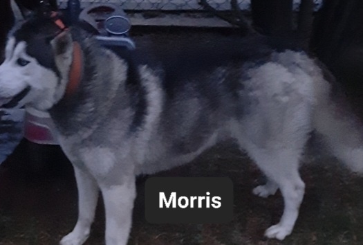 Krycie syberian husky