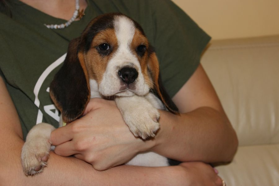 Piesek Beagle ZKwP (FCI) po Championie