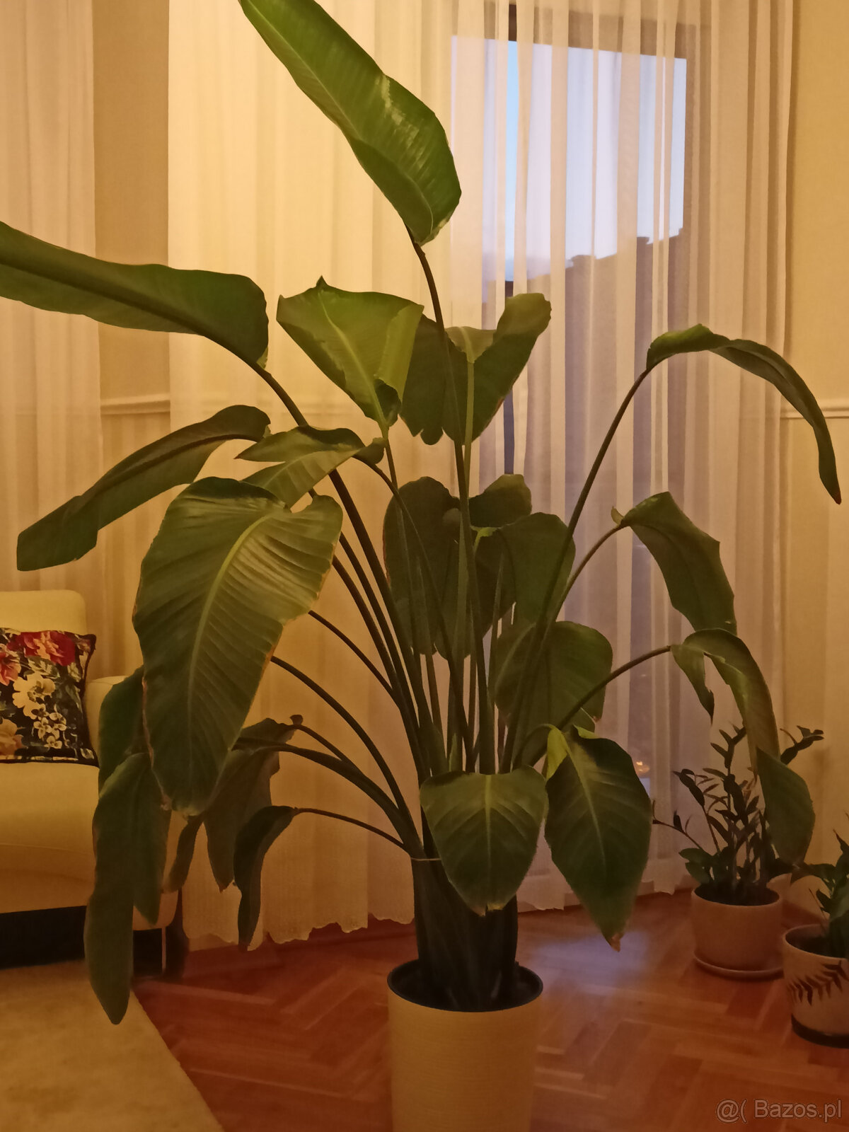 Strelitzia królewska