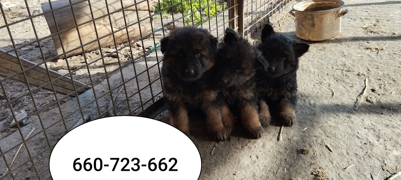 Sprzedam owczarki niemieckie szczeniaki długowłose