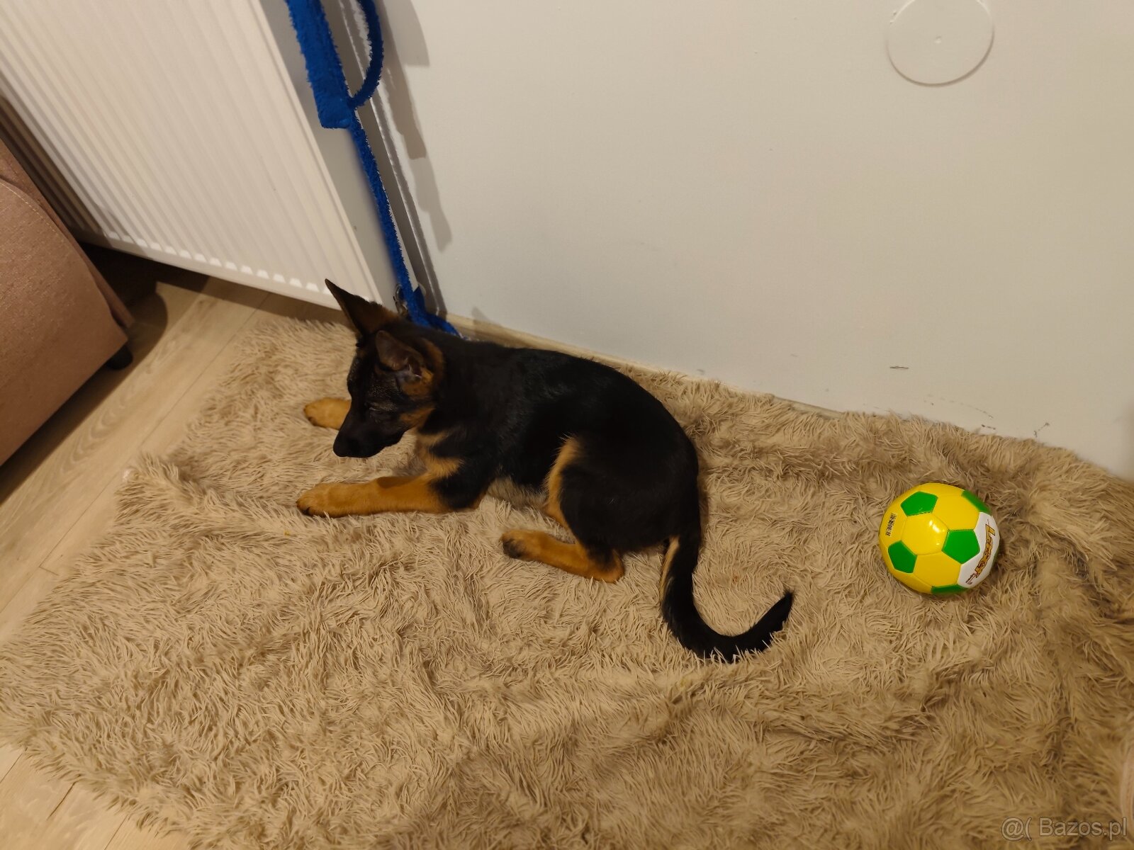 Owczarek Niemiecki krotkowlosy