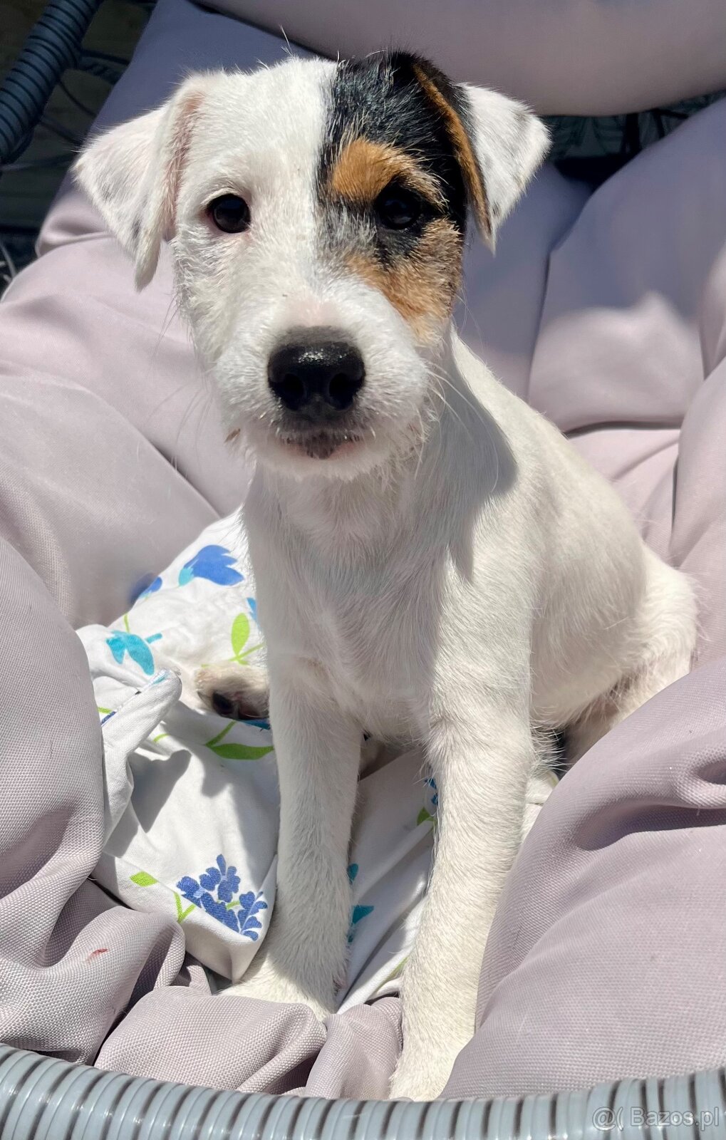 Parson Russell Terrier szczeniak z rodowodem