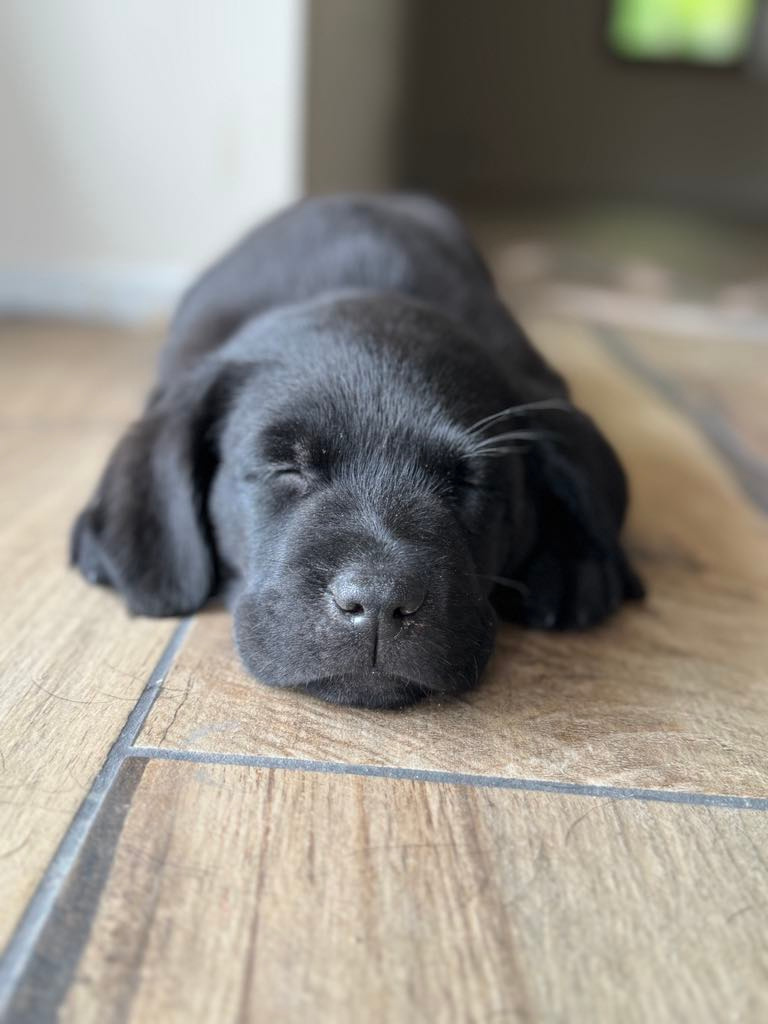 Labrador czarne ZKwP (FCI) szczenięta po Championie, suczki