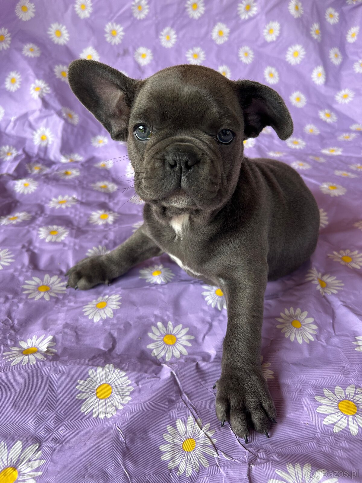 Buldog francuski blue