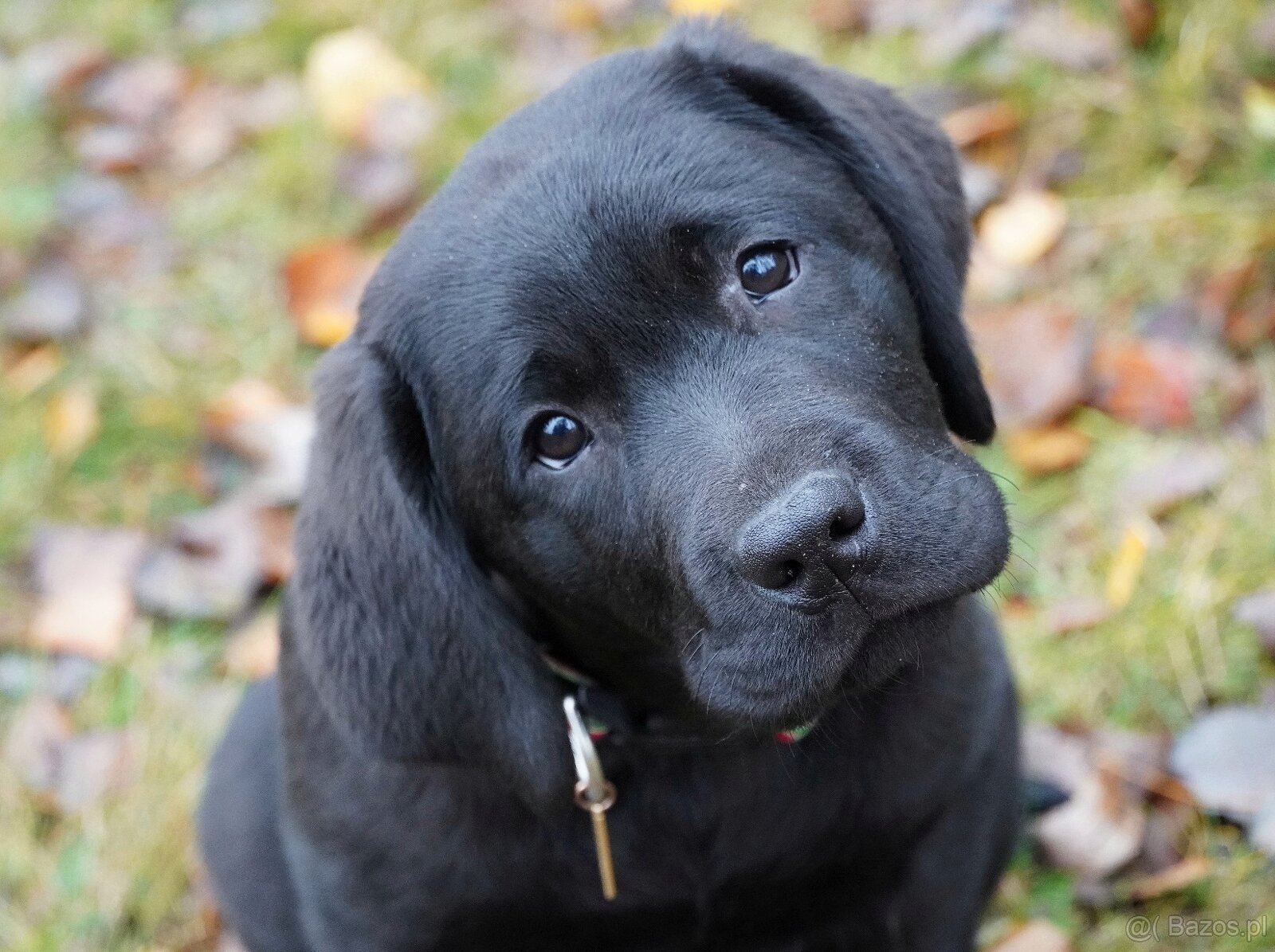 Labrador retriever,   czarny piesek ZKwP/ FCI