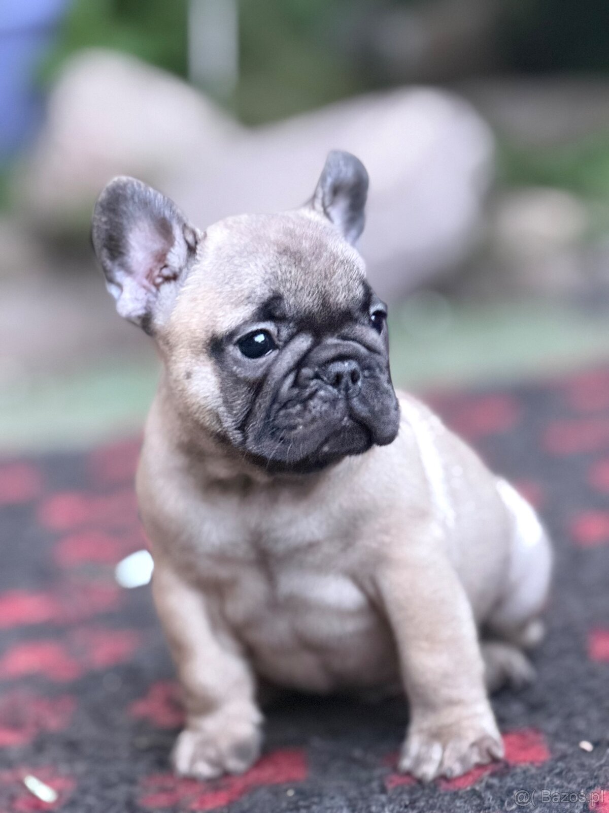 Buldog Francuski