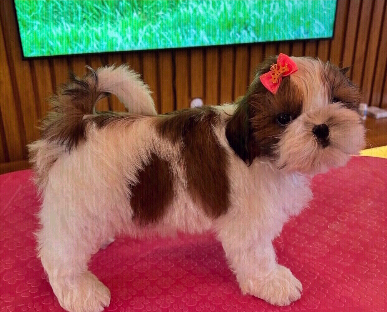 Szczenięta Shih Tzu do adopcji.