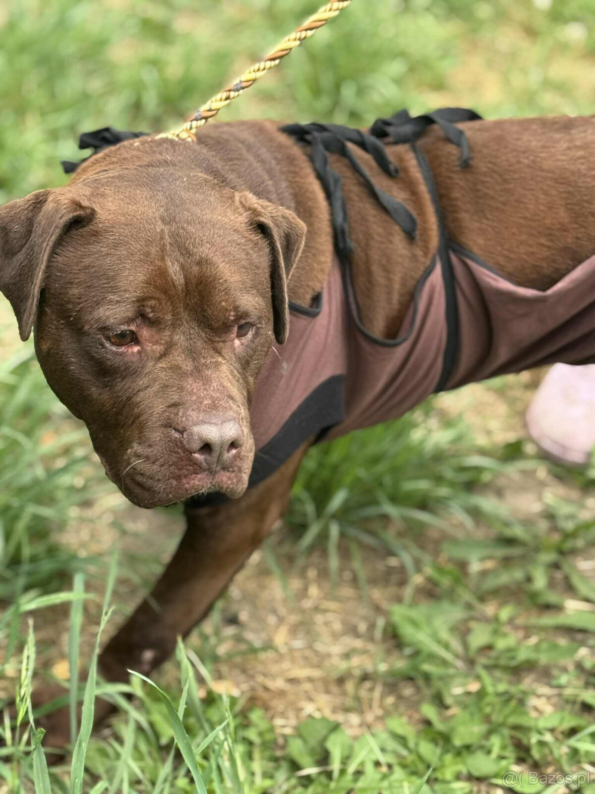 Pitbull Red Nose -dziewczynka schronisko Zgierz -aktualne