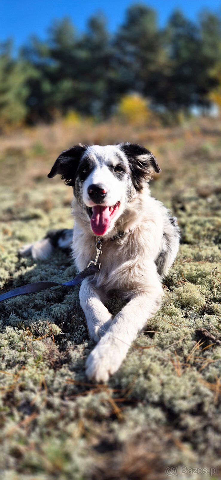 Border collie suczka