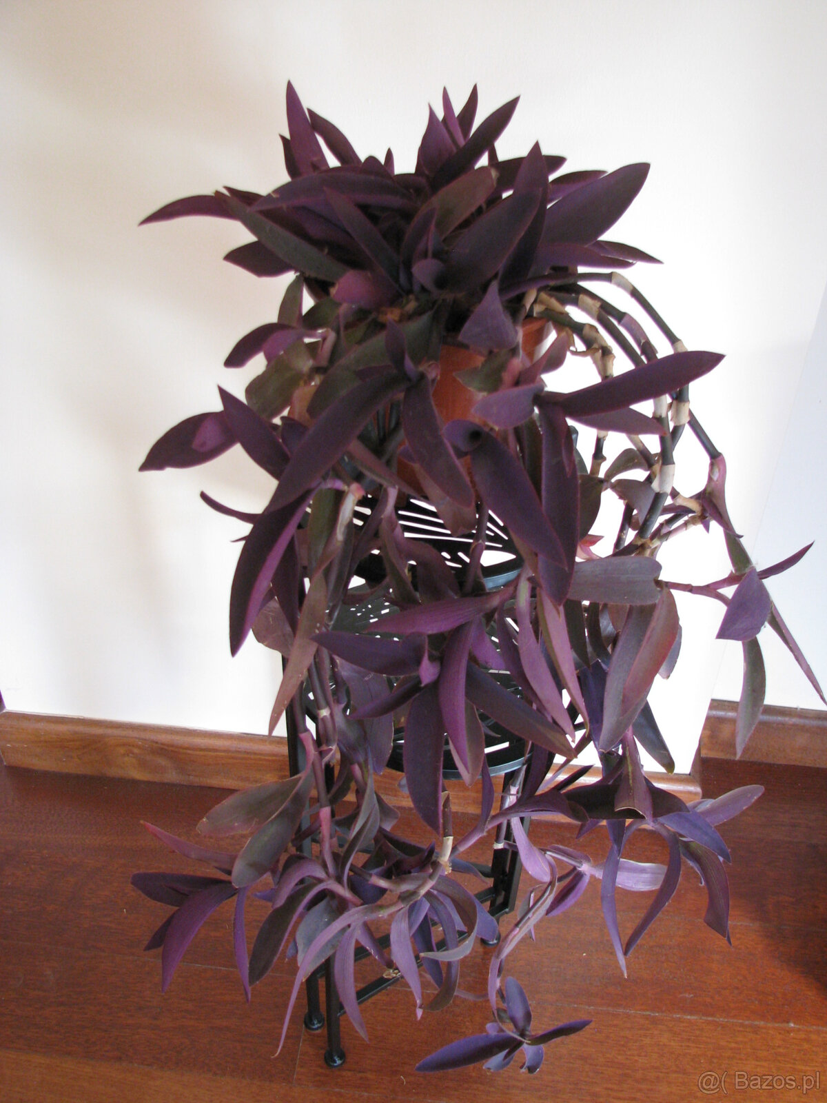 Trzykrotka purpurowa tradeskancja setkrezja fioletowa roślin