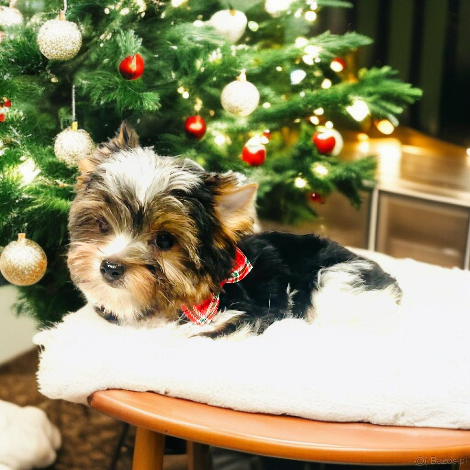 York Biewer - cudeńko - możliwy legalny wyjazd z Kraju.