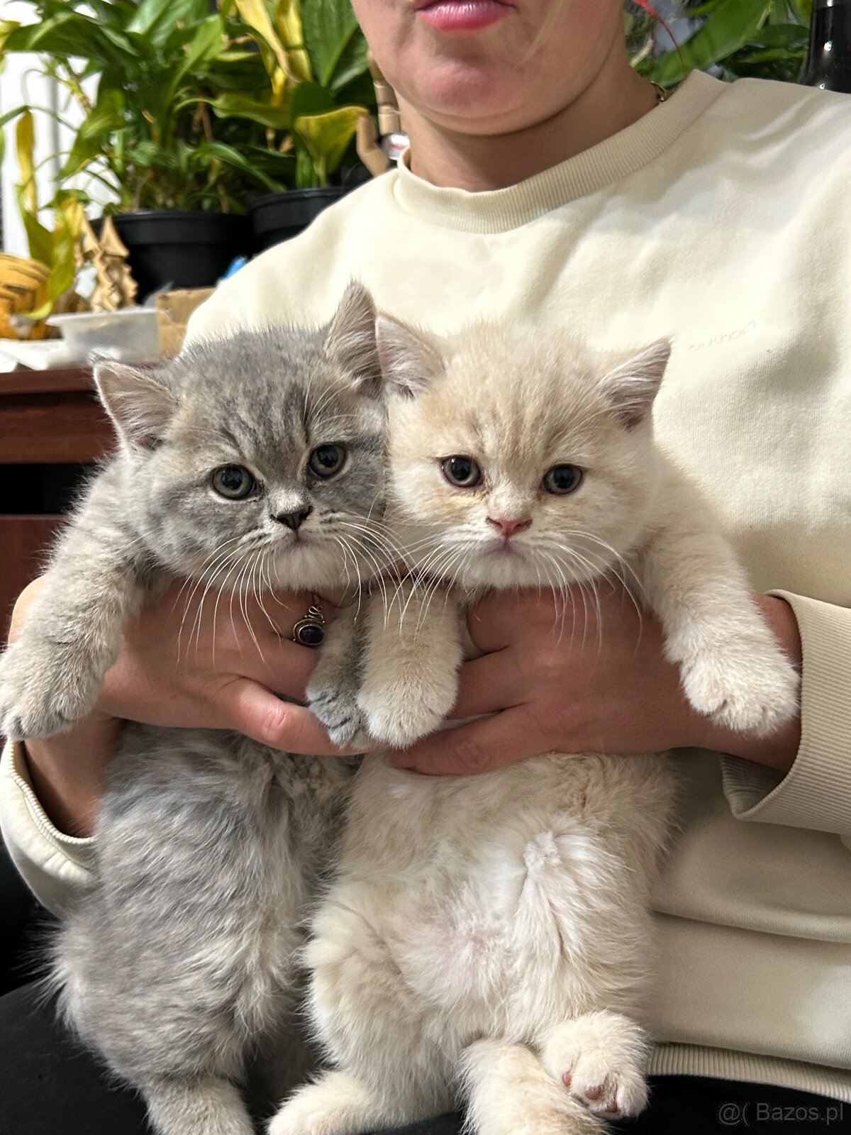 Brytyjskie kocięta z rodowode