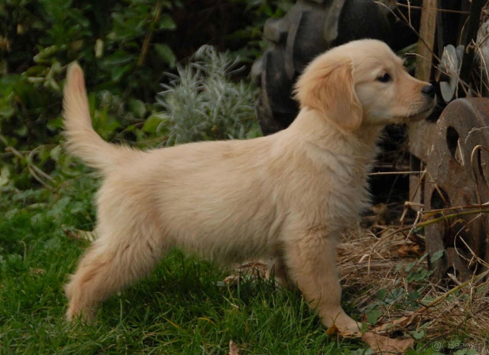 Golden Retriever