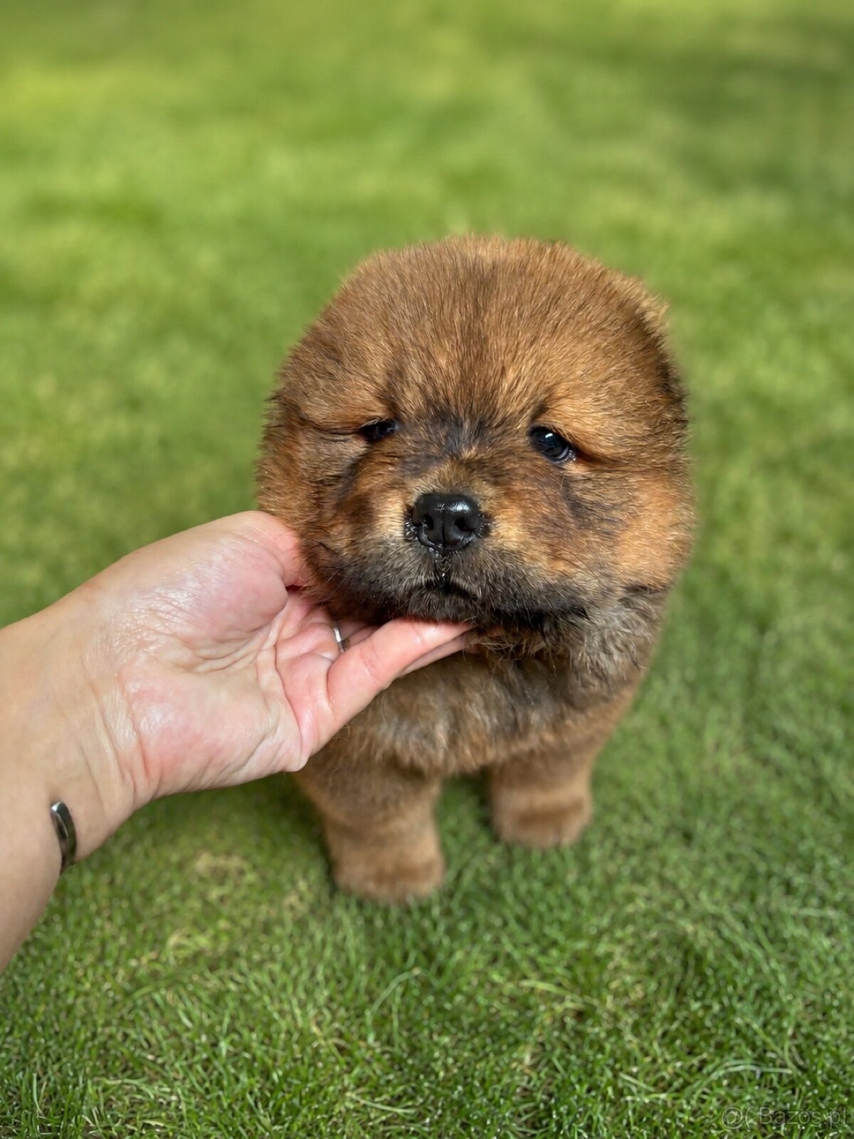 Ruda suczka chow chow