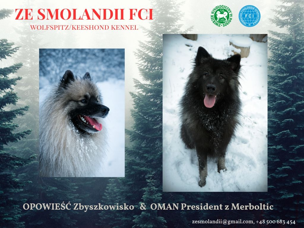 Szpic wilczy FCI