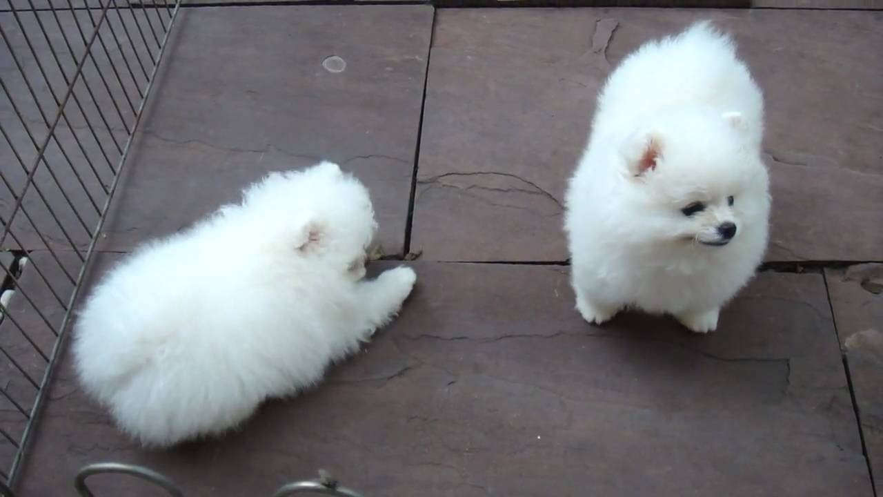 Szczenięta pomeraniana