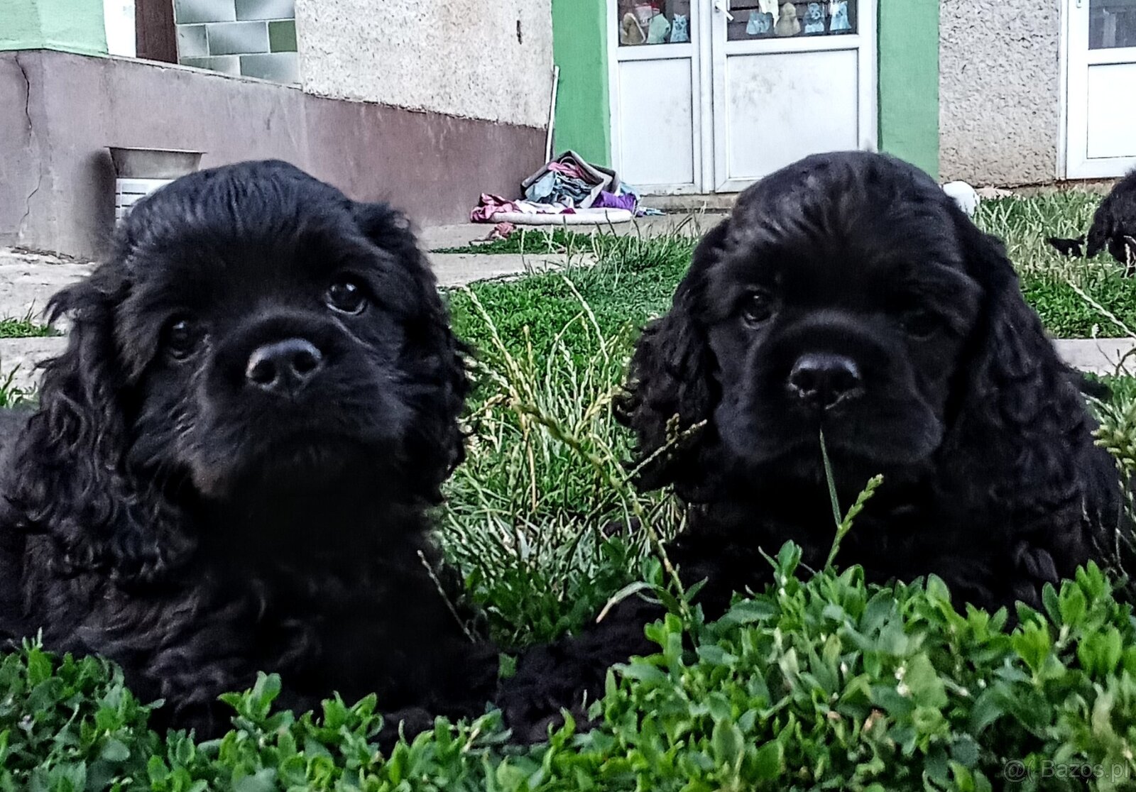 Cocker spaniel american/PP fci