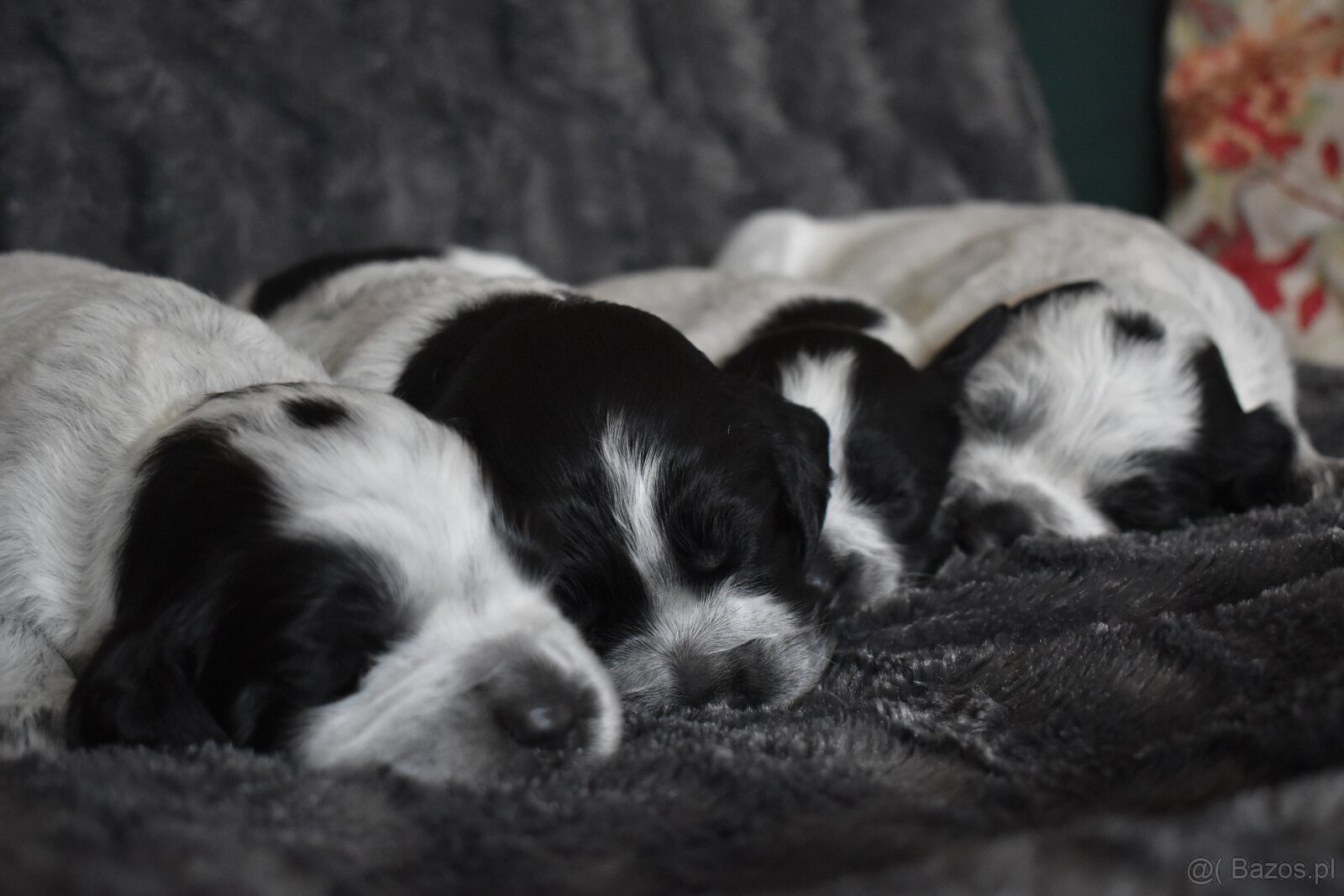 Niebieski spaniel pikardyjski FCI (wyżeł,płochacz)