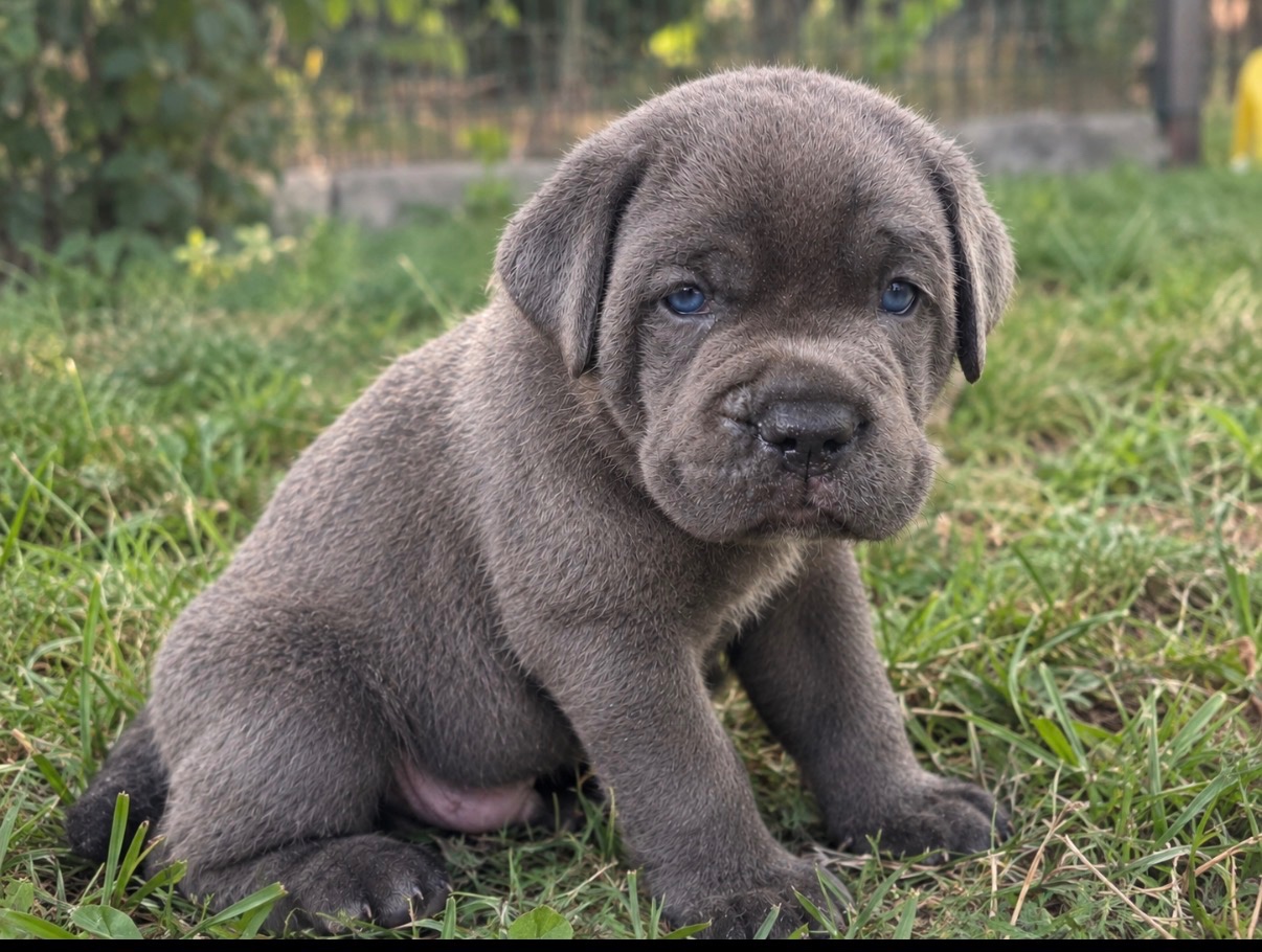 Szczenięta Cane Corso