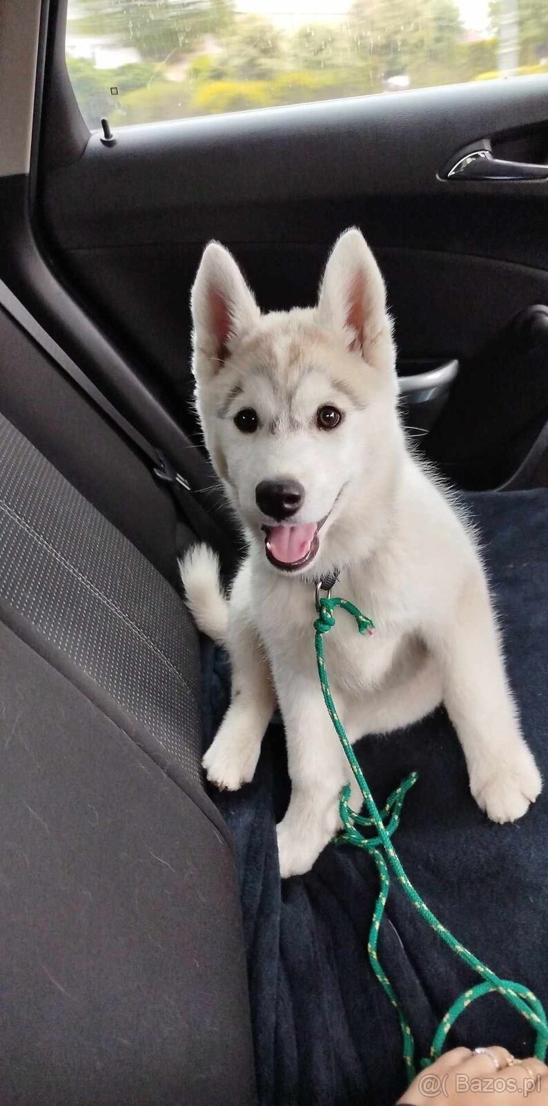 Siberian Husky ZKwP FCI suczka