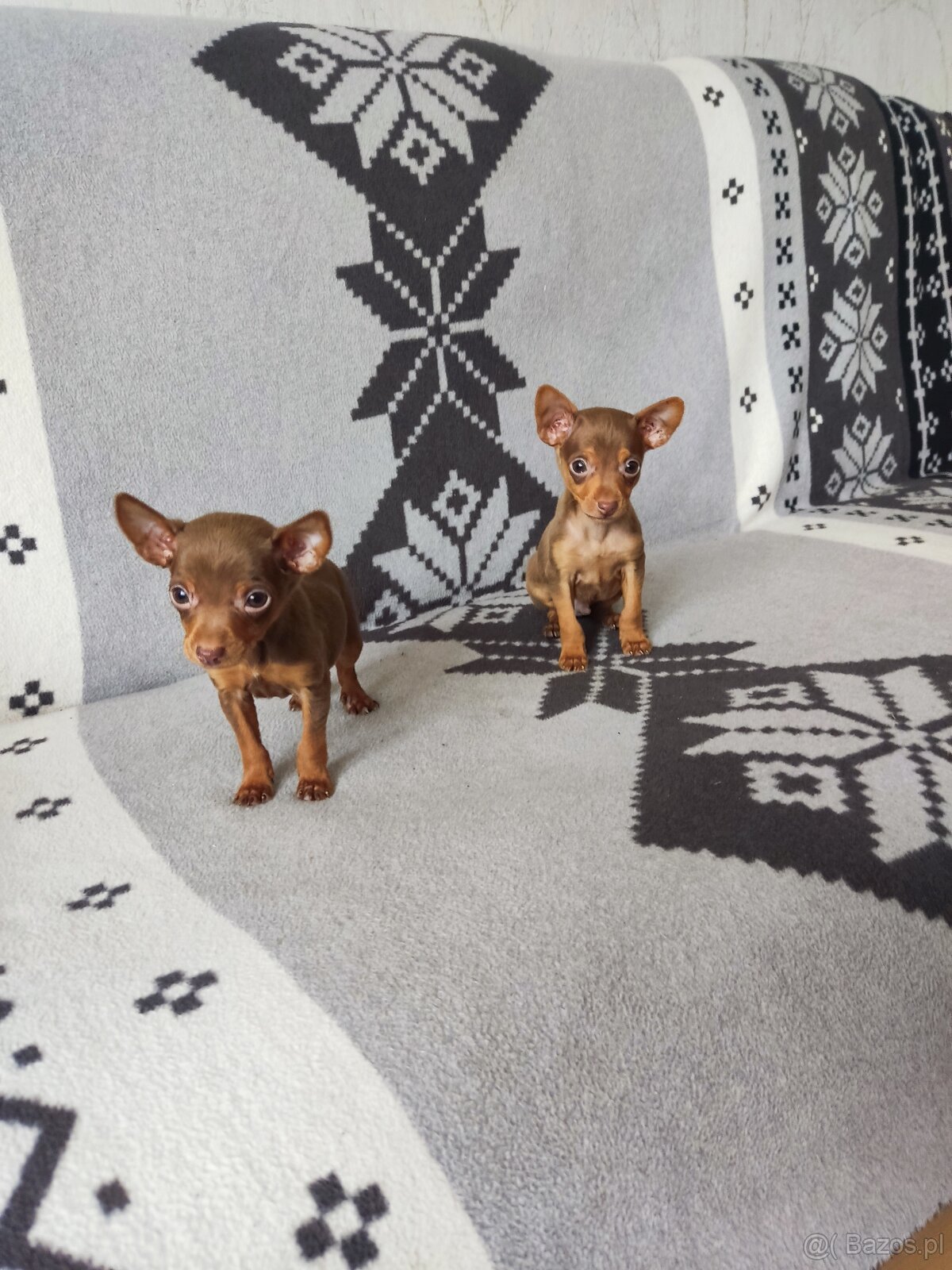 Pinczerki miniaturki