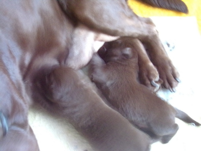 Szczeniaki labrador retriever  czekoladowe rodowodowe FCI