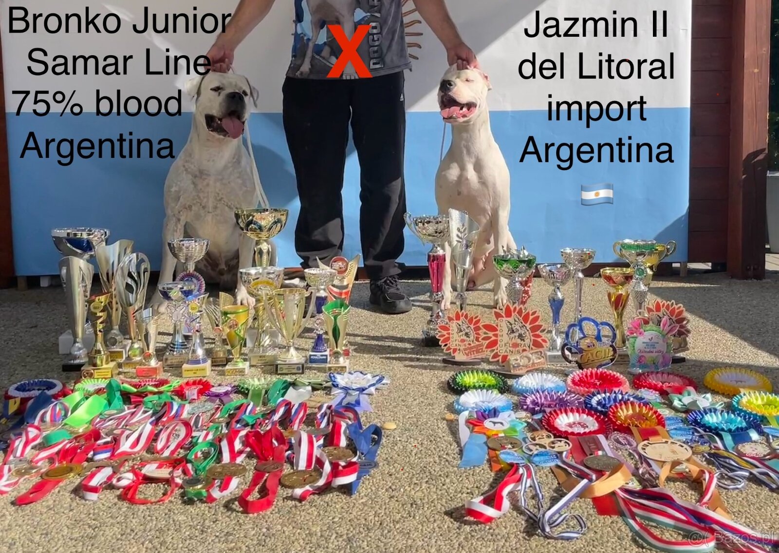 Dog Argentyński z PP, szczenięta dogo argentino REZERWACJE