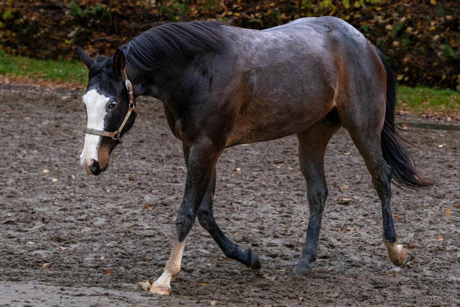 APH gelding, bay roan overo