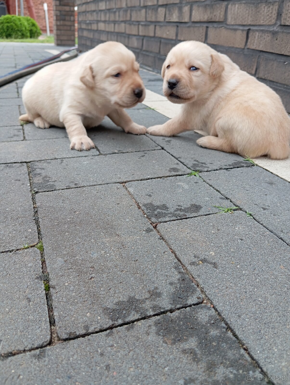 Labrador retriever z rodowodem