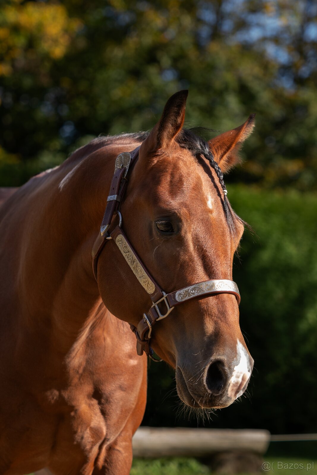 APH gelding bay tobiano