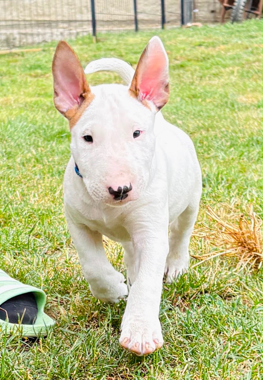 Bullterrier