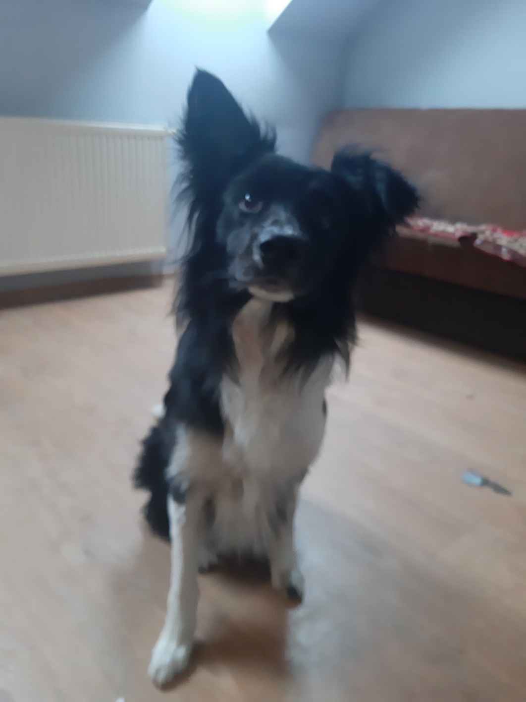 Oddam border collie za darmo