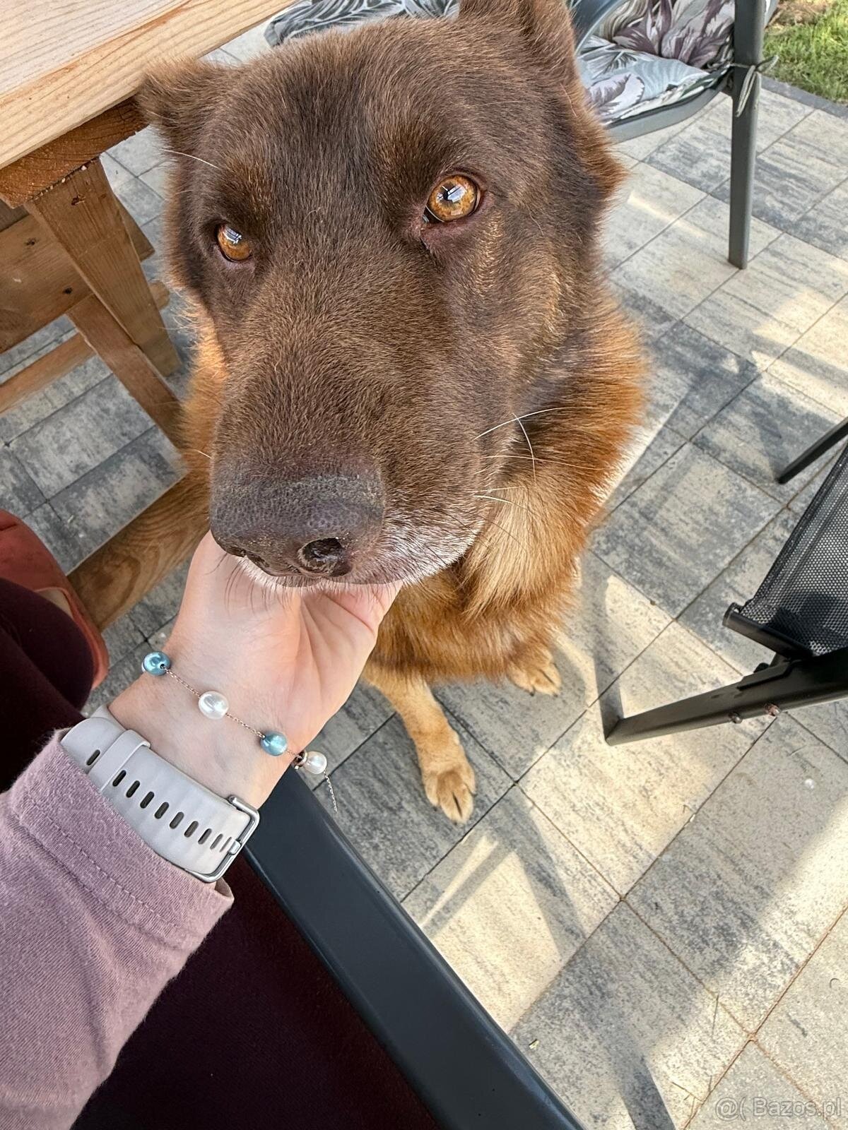 Oddam psa – owczarek niemiecki, 4 lata, do adopcji