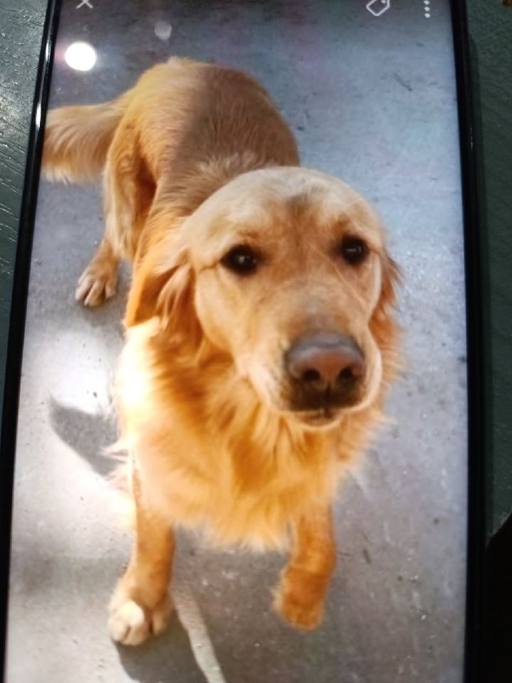 Golden retriever