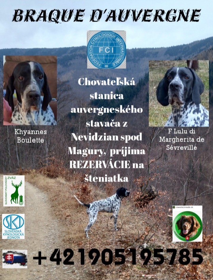Auvergneský stavač