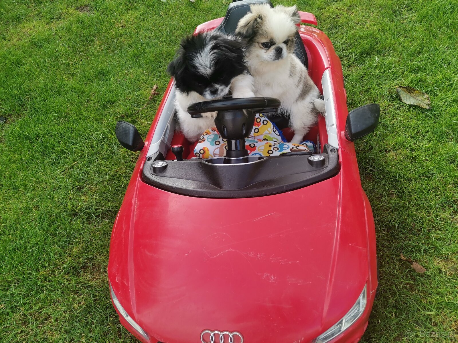 Pekińczyk Pekińczyki Nie Shih Tzu