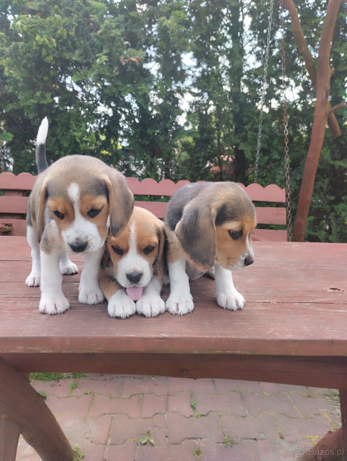 Beagle szczenieta