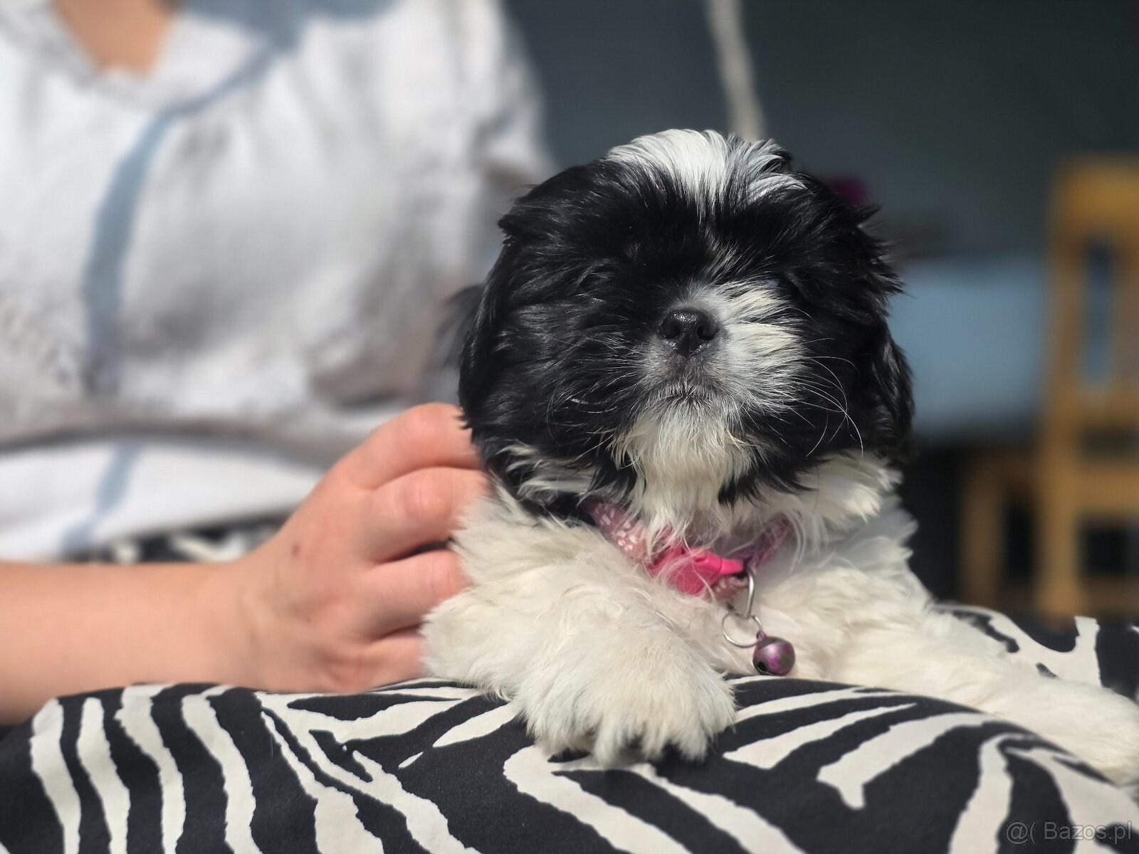 Pieski rasy Shih- tzu