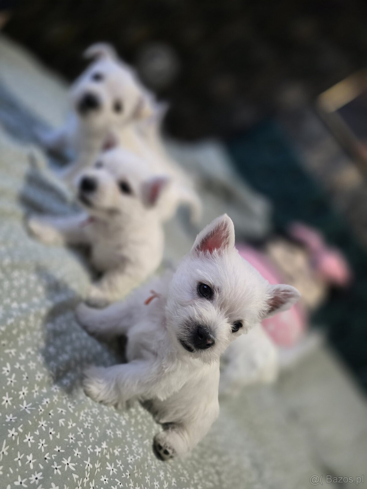 West Highland White Terrier-szczeniaki