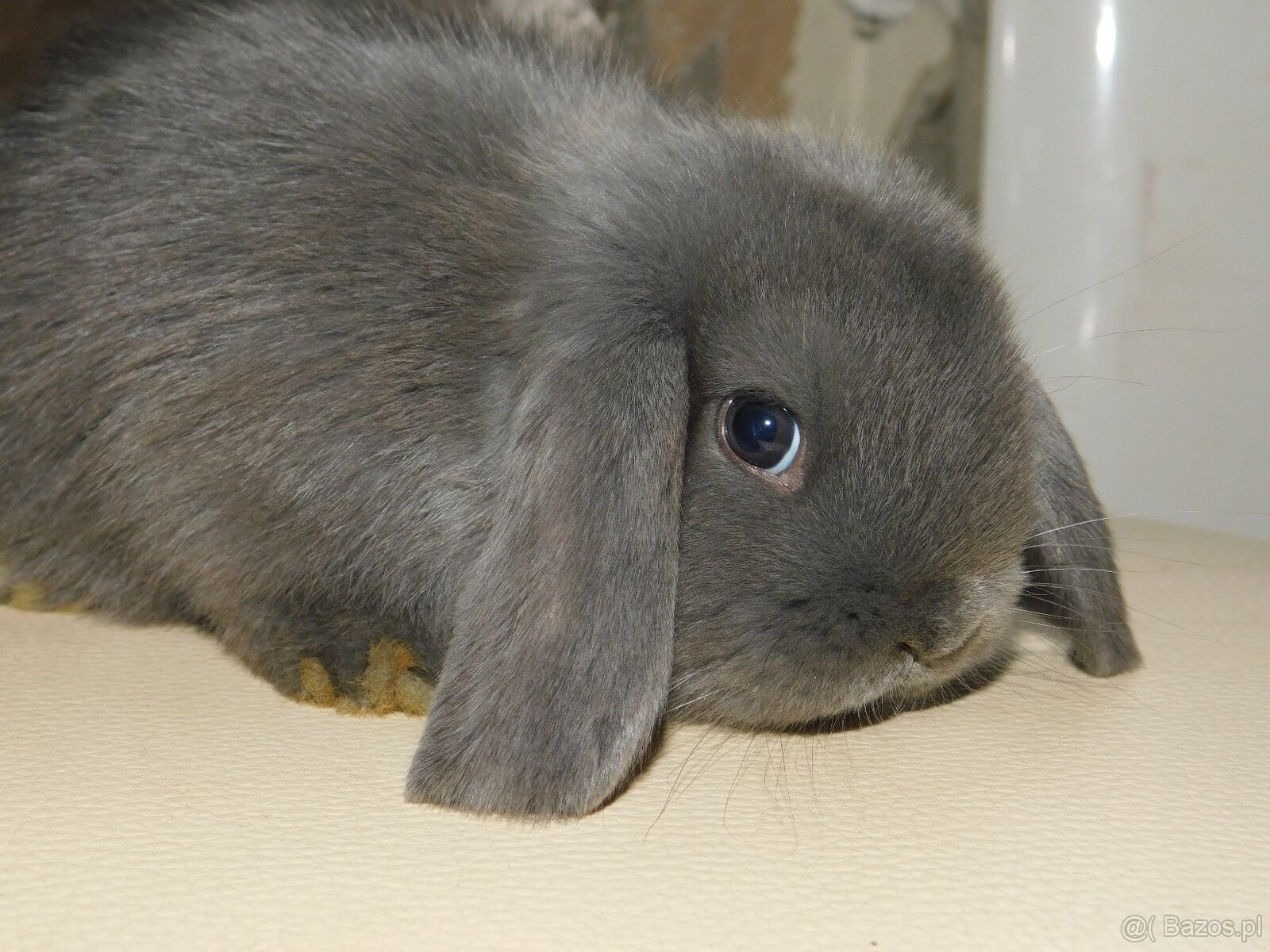 Niebieskie baranki mini lop